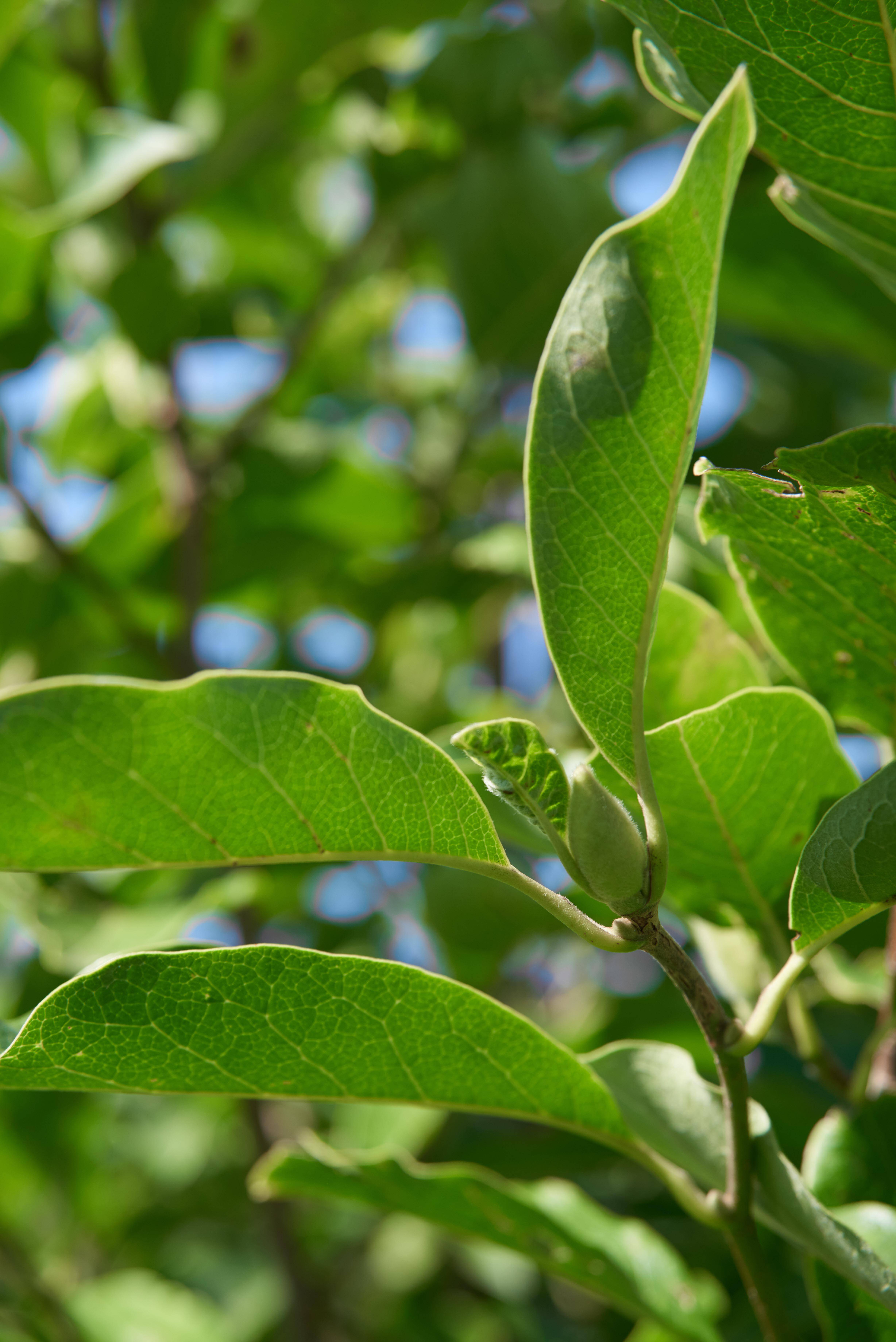 Magnolia soulangeana (2)